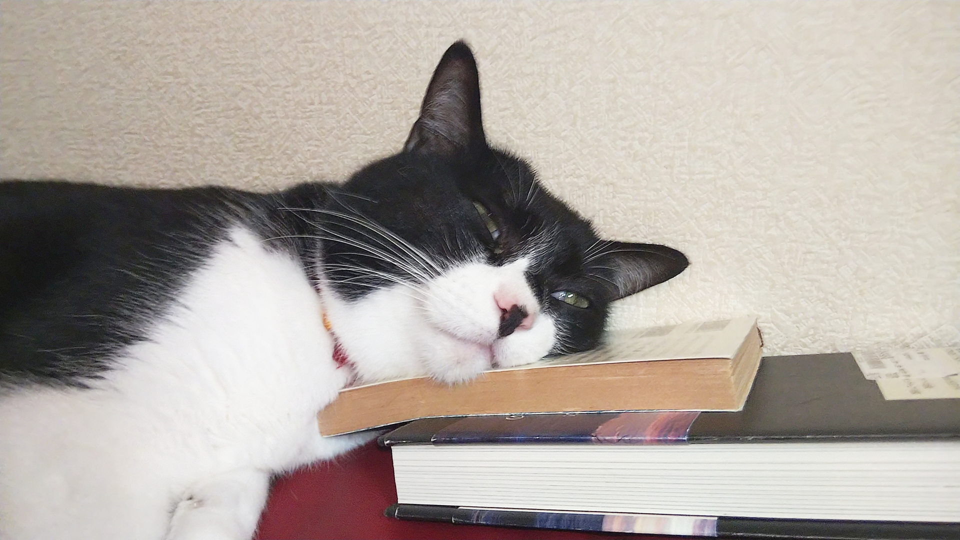 参考書を枕にして寝る猫